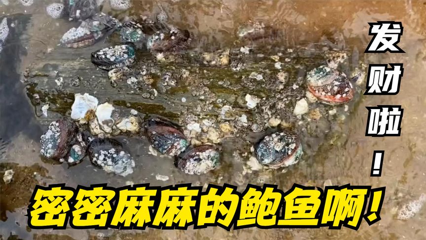 排水口海鮮大爆發啦！管道上吸著一大片鮑魚！還有好多深海大龍蝦